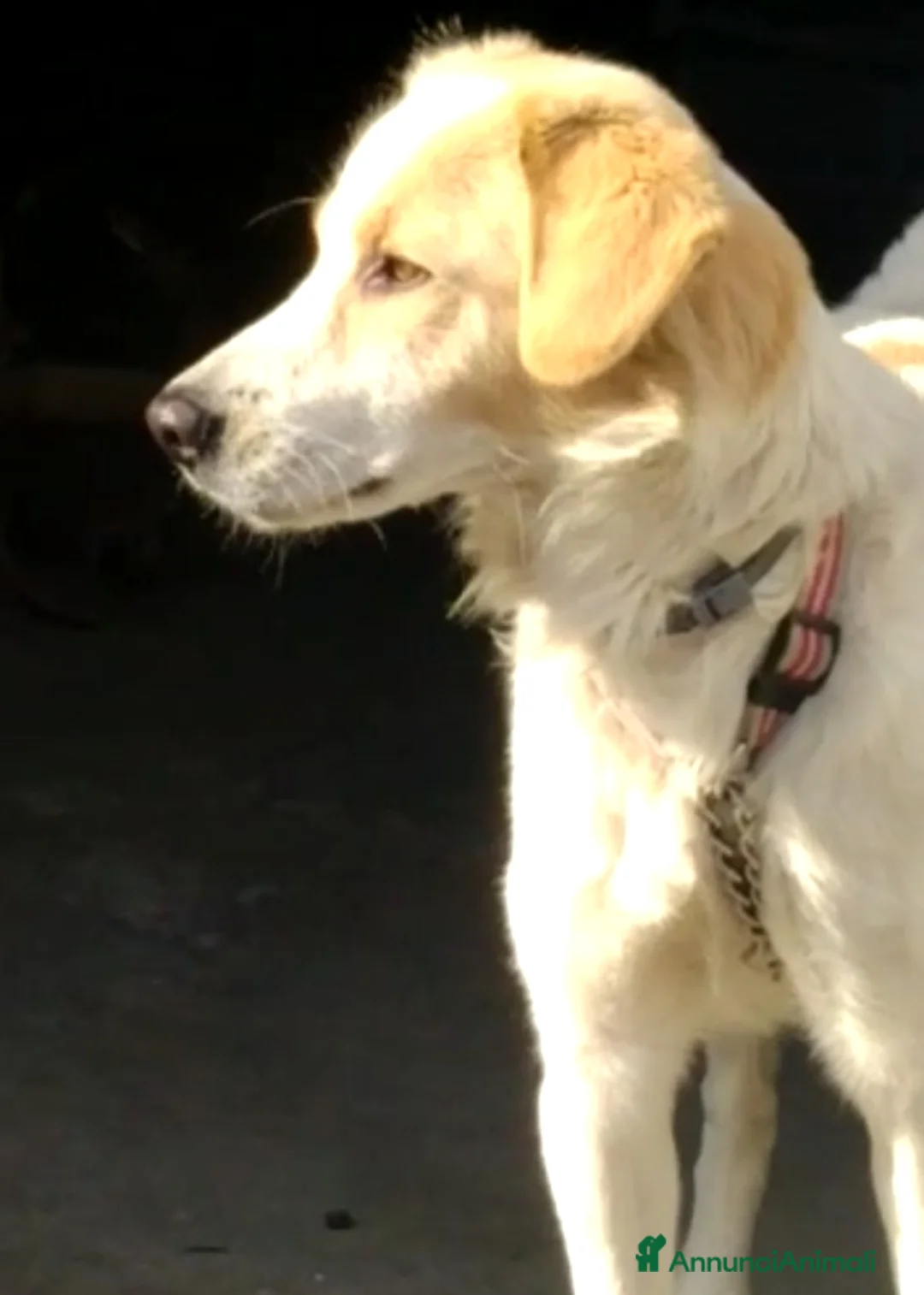 Altre razze cani in regalo: CAGNOLINO AMOREVOLE a Provincia di Modena - Annuncio 4