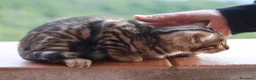 Bengala gatti in vendita: Cuccioli Bengala a Provincia di Cosenza - Annuncio 33