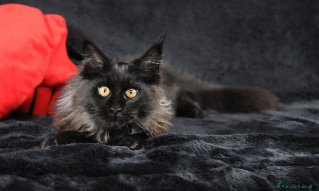 Maine Coon gatti in vendita: Cucciola Black Smoke - Pedigree ANFI - Annuncio 9