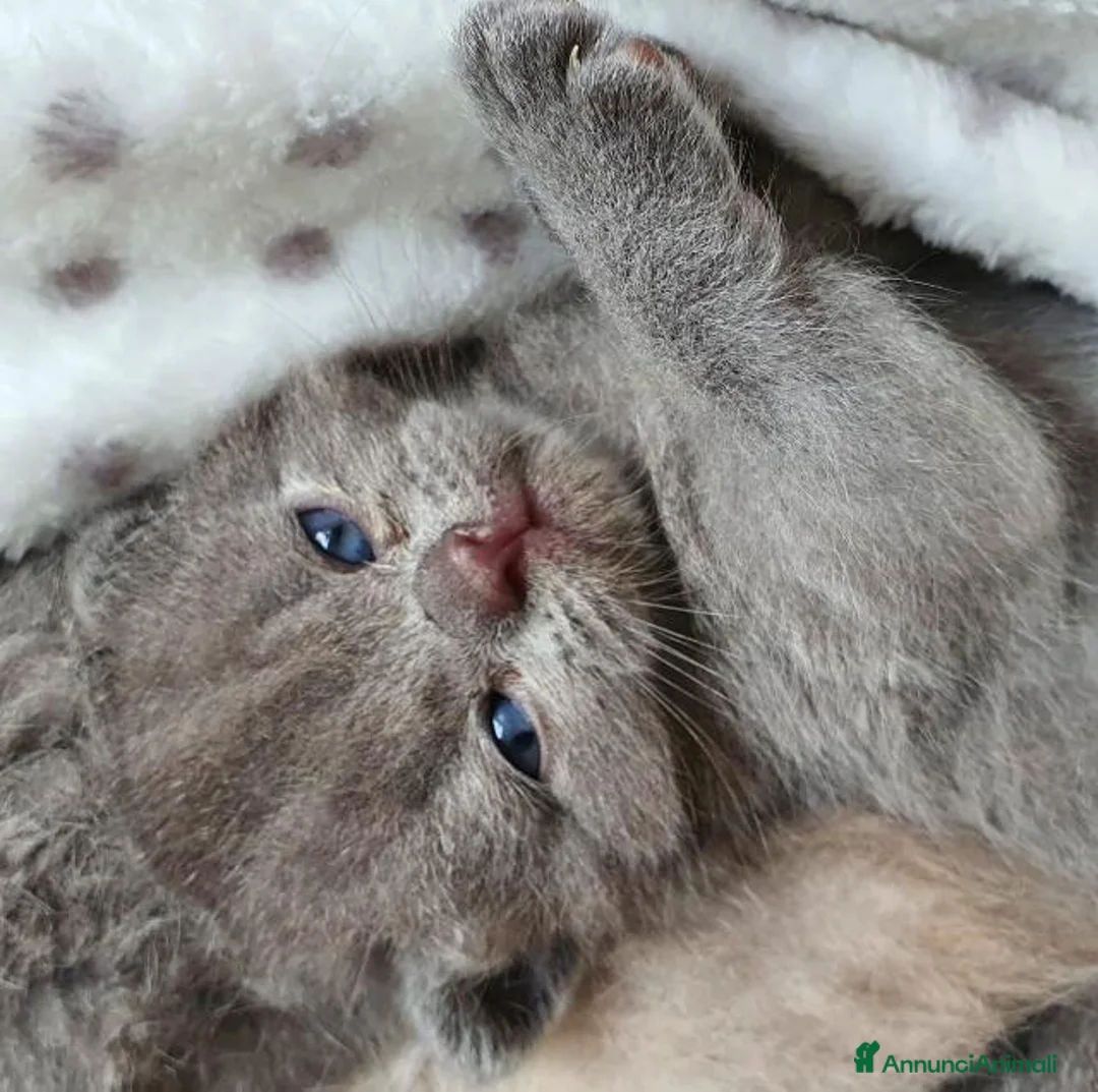 British gatti in vendita: Prenotasi cuccioli di gatto British short hair - Annuncio 3
