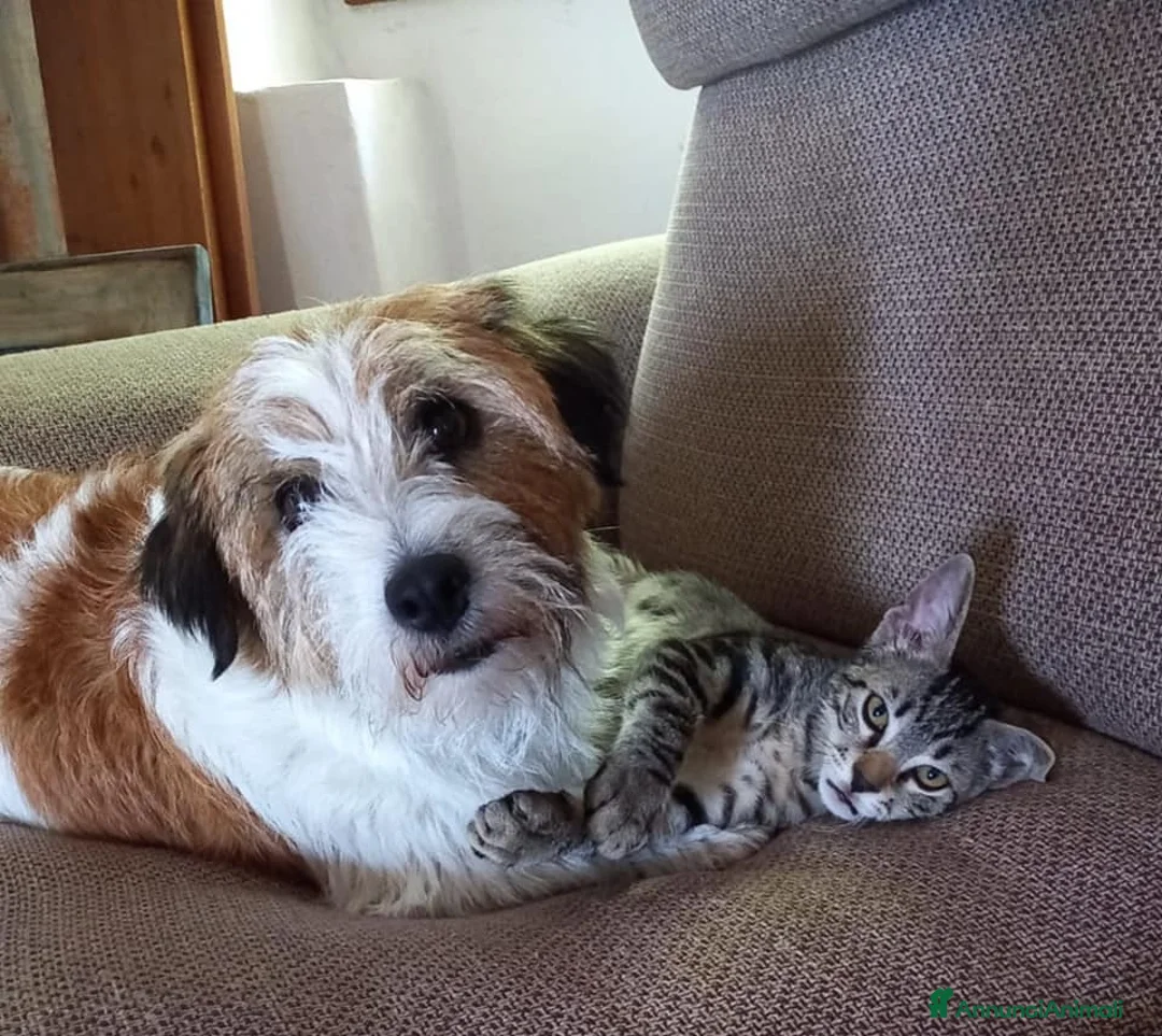 Immagine della galleria {{count}}