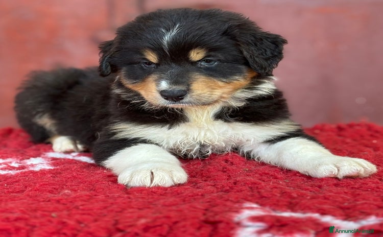 Australian Shepherd cani a Provincia di Vicenza - Annuncio 7