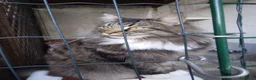Norvegese gatti in vendita: Gattino di Norvegese (4 mesi) a Città Metropolitana di Torino - Annuncio 3