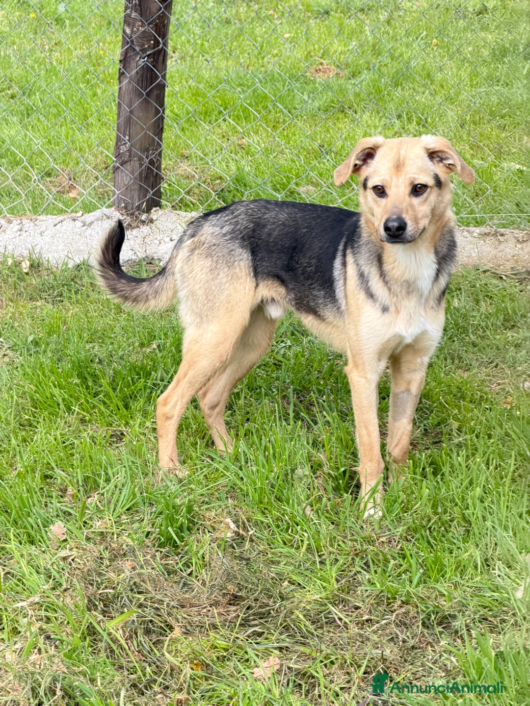 Meticcio cani in regalo: Spenky - Annuncio 2