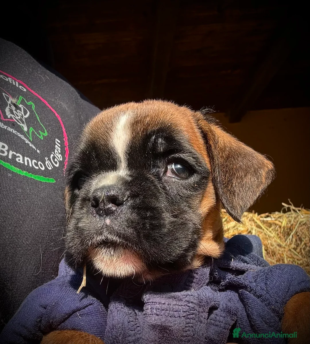 Boxer cani in vendita: CUCCIOLE DI BOXER  - Annuncio 12