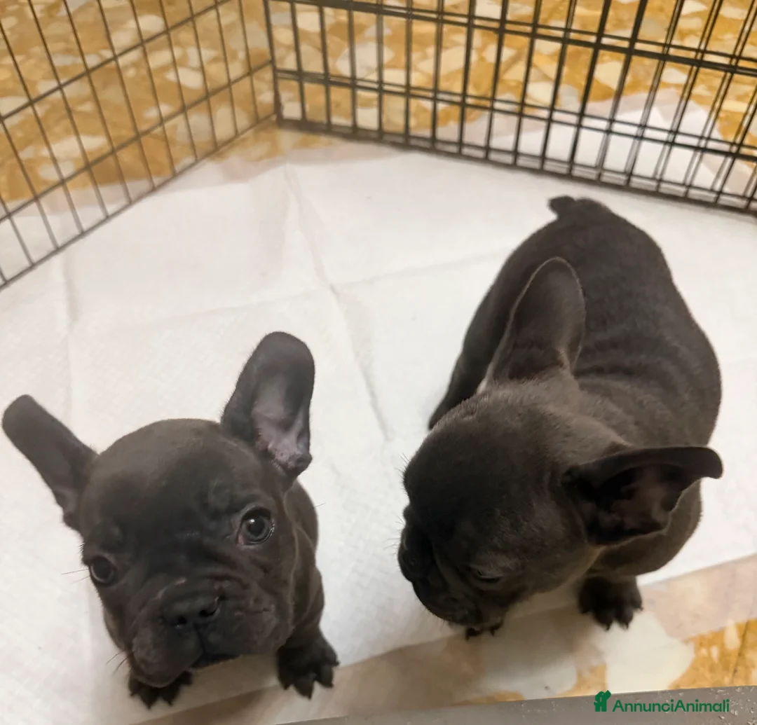 Bulldog Francese cani in vendita: Vendo Bulldog francese  - Annuncio 5