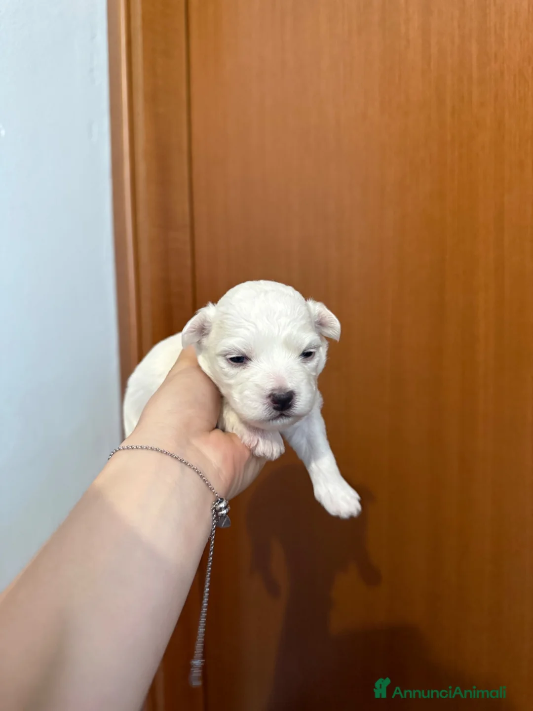 Maltese cani in vendita: Adorabili cuccioli di Maltese cercano una casa  - Annuncio 1