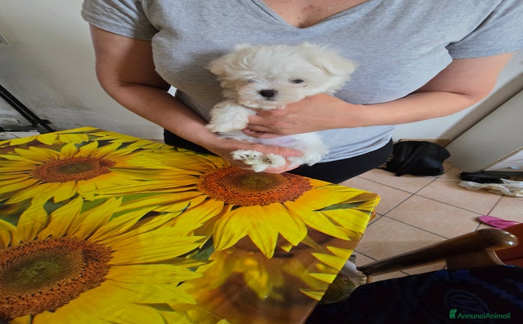 Maltese cani - Annuncio 7