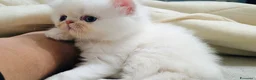 Persiano gatti in vendita:  Gattina Persiana  - Annuncio 2