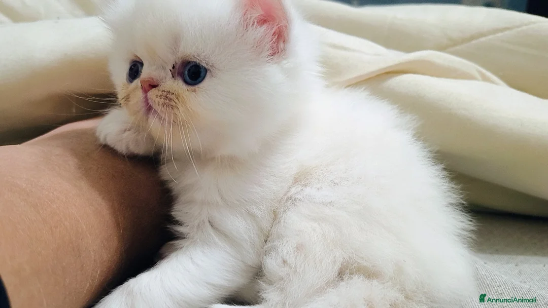 Persiano gatti in vendita:  Gattina Persiana  - Annuncio 2