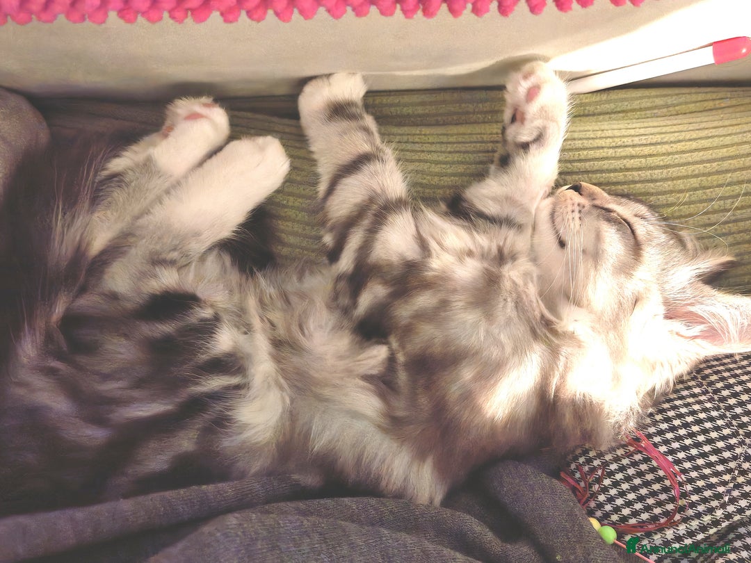 Siberiano gatti in vendita: Splendidi cuccioli siberiani Black Silver  - Annuncio 3