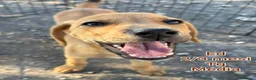 Meticcio cani in regalo: TANTI CUCCIOLI SOLI  a Provincia di Vicenza - Annuncio 7