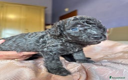 Barboncino cani in vendita: Barboncini toy e nano a Città metropolitana di Roma Capitale - Immagine 5