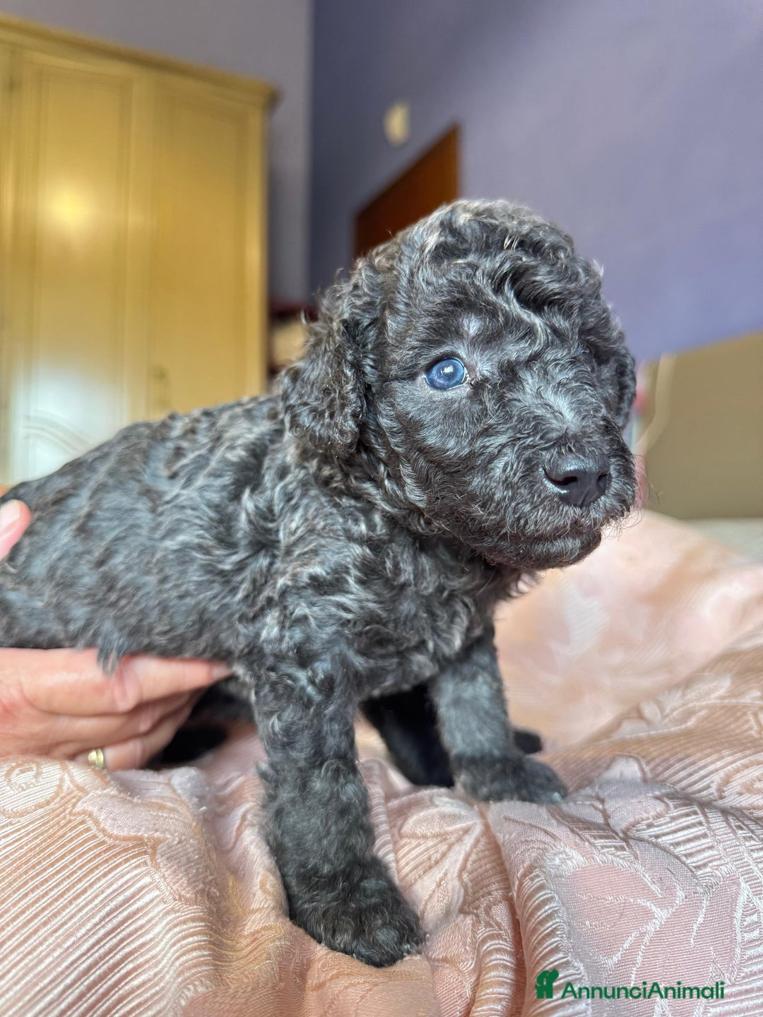 Barboncino cani in vendita: Barboncini toy e nano a Città metropolitana di Roma Capitale - Immagine 5