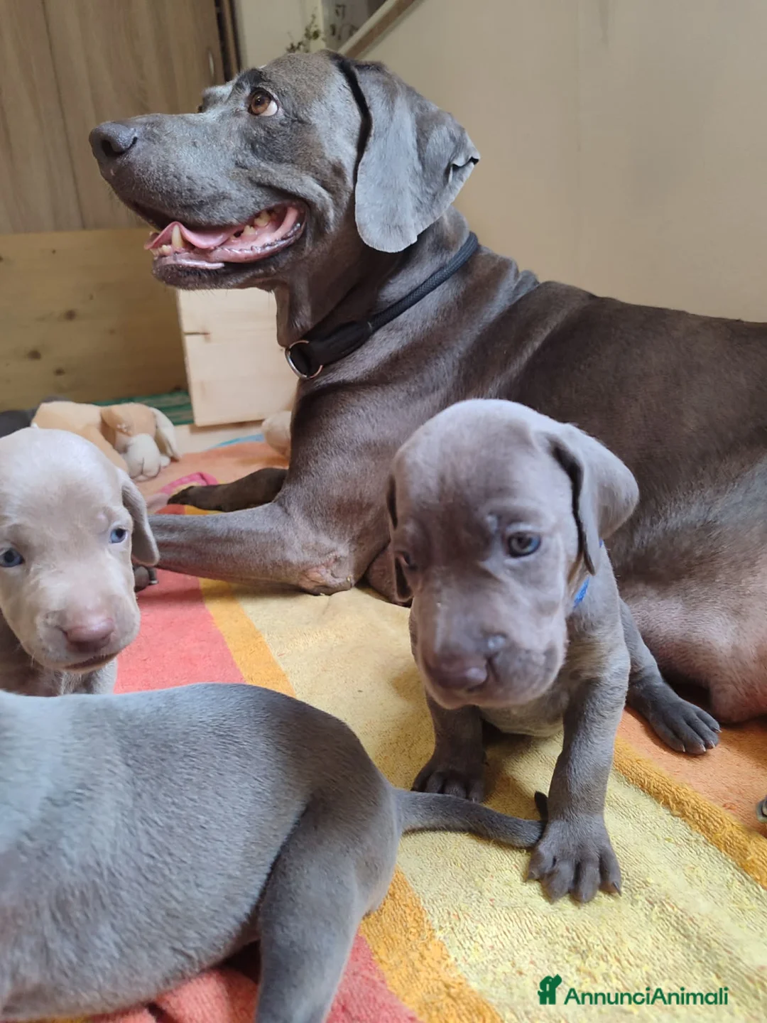 Weimaraner cani in vendita: Weimaraner cuciolli  - Annuncio 2