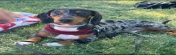 Bassotto cani per accoppiamento: Bassotto arlecchino  - Annuncio 1