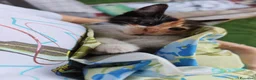 Meticcio gatti in regalo: Occhi belli! - Annuncio 4
