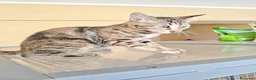 Meticcio gatti in regalo: GATTINI TIGRATI - Annuncio 2