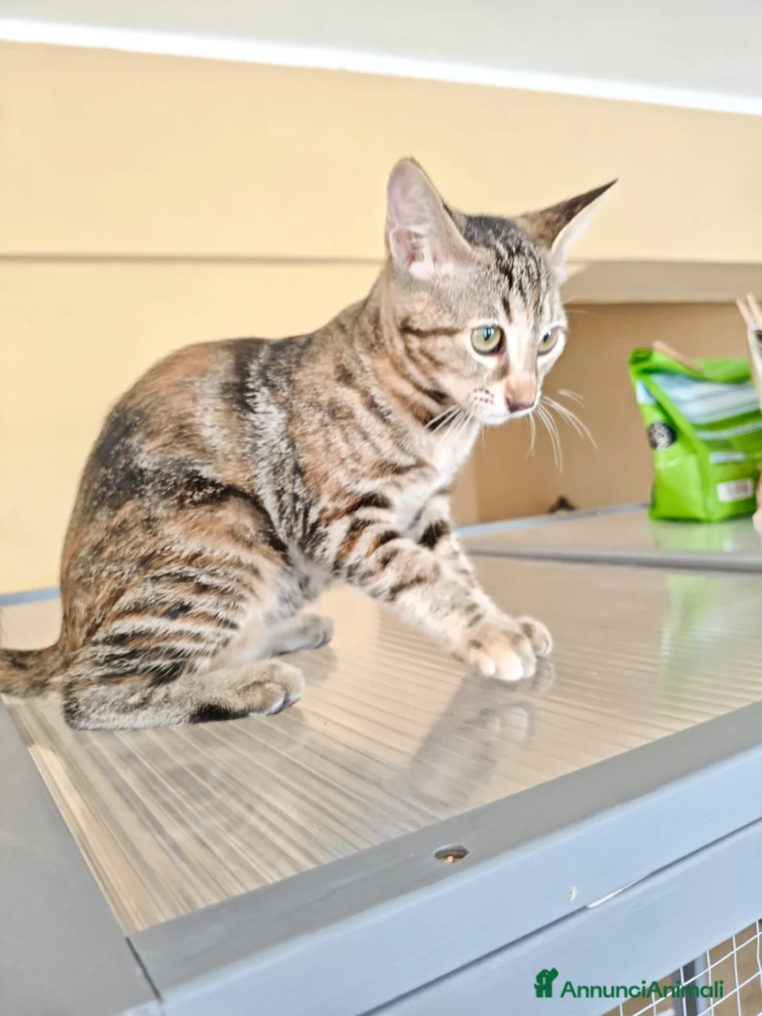 Meticcio gatti in regalo: GATTINI TIGRATI - Annuncio 2