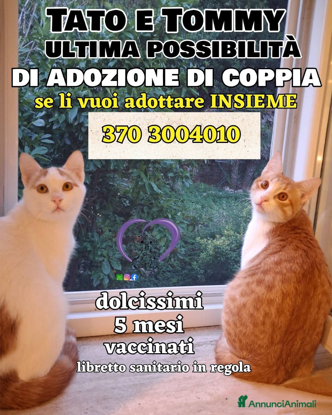 Europeo gatti in regalo: Tato e tommy - Annuncio 3