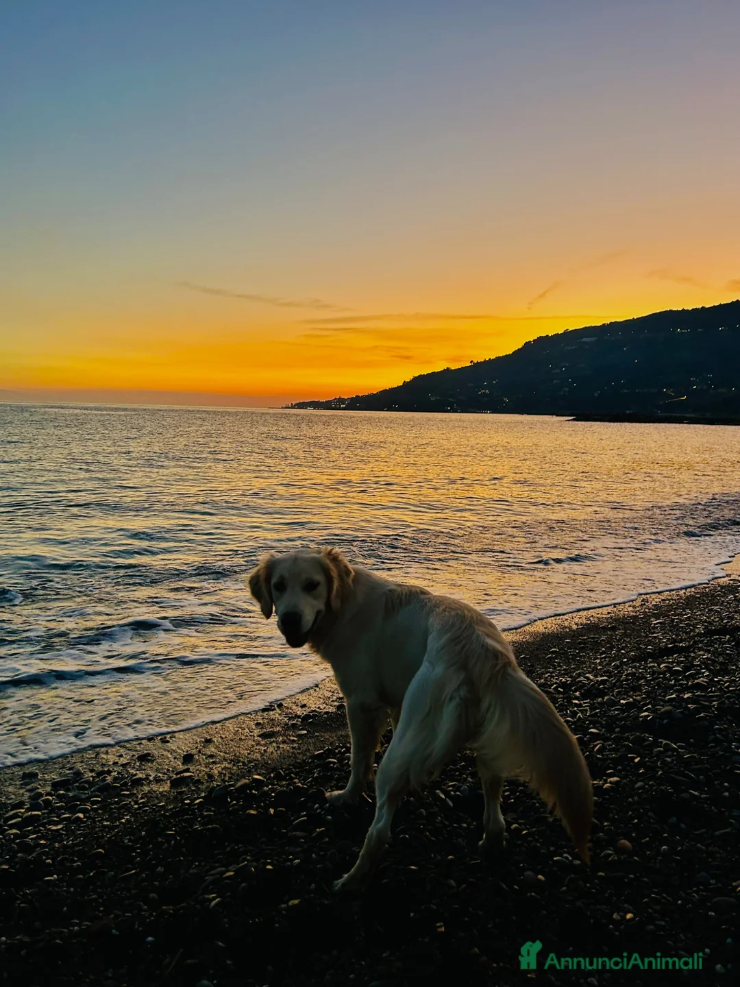 Golden Retriever cani in vendita: cucciolo maschio di golden retriver - Annuncio 1