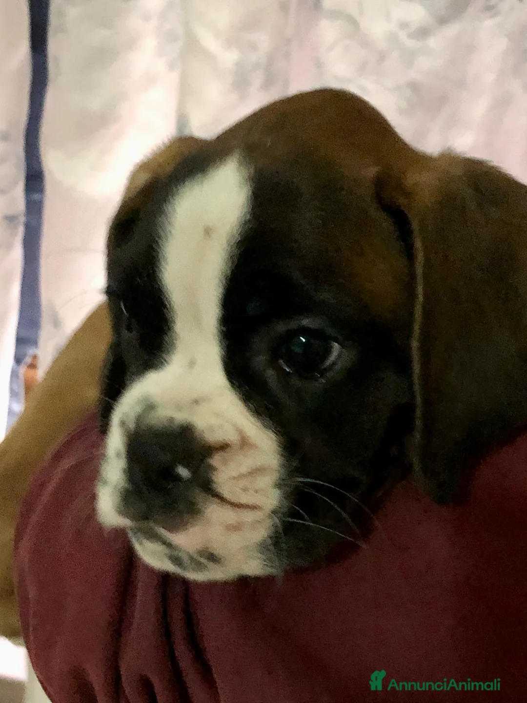 Immagine della galleria {{count}}