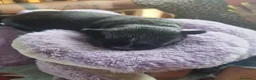 Chihuahua cani in vendita: Cuccioli di chihuahua toy  - Annuncio 7