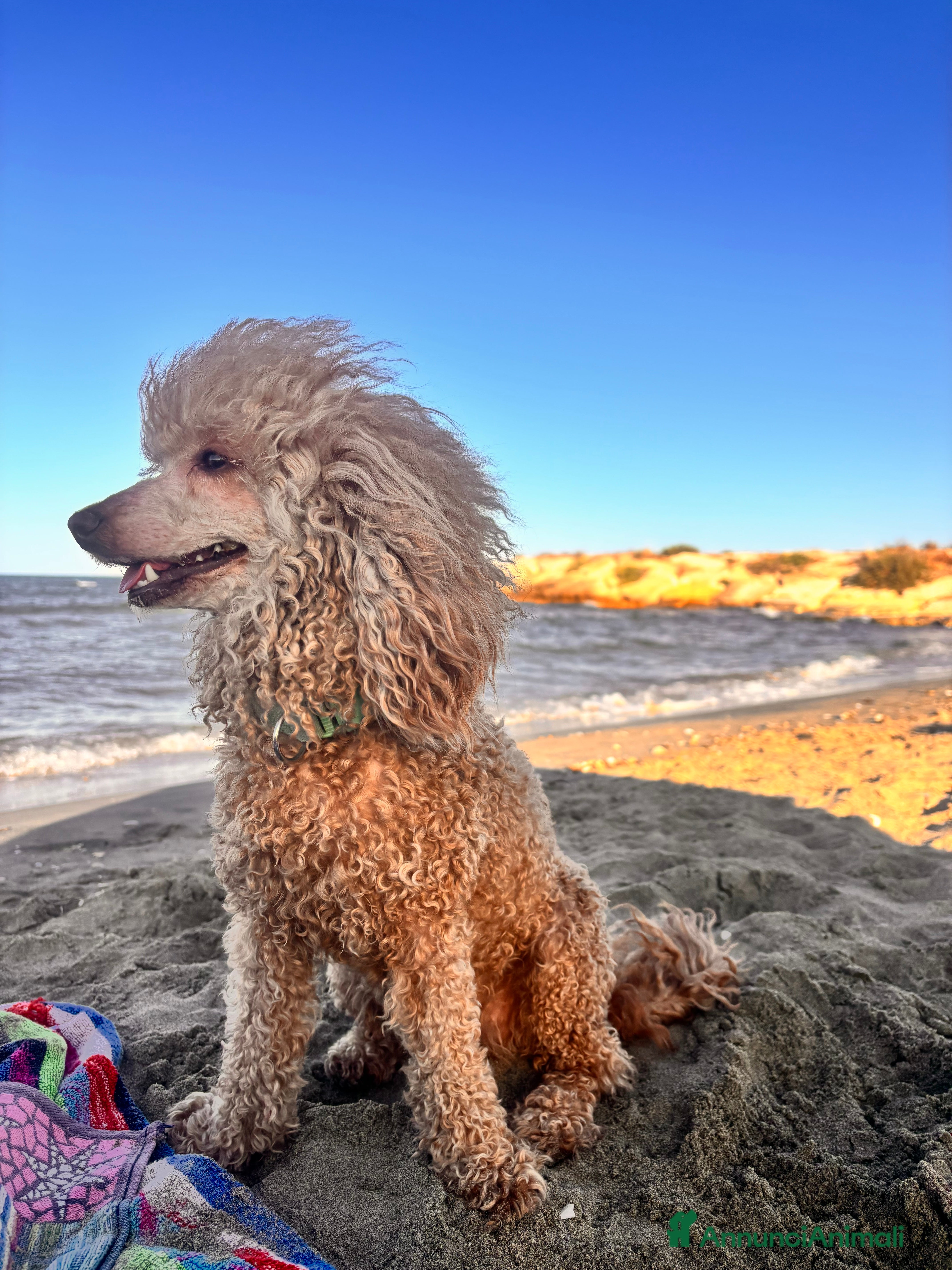 Barbone cani Barbone - Annuncio 3