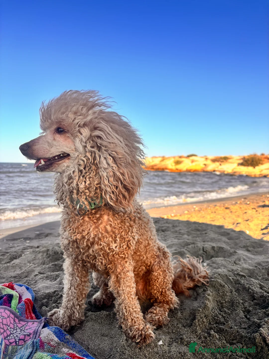 Barbone cani in vendita: Barbone - Annuncio 3