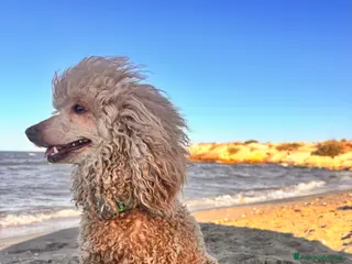 Barbone cani Barbone - Annuncio 3