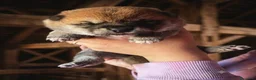 Shiba Inu cani in vendita: Cuccioli di shiba inu - 3 femminucce - - Annuncio 3