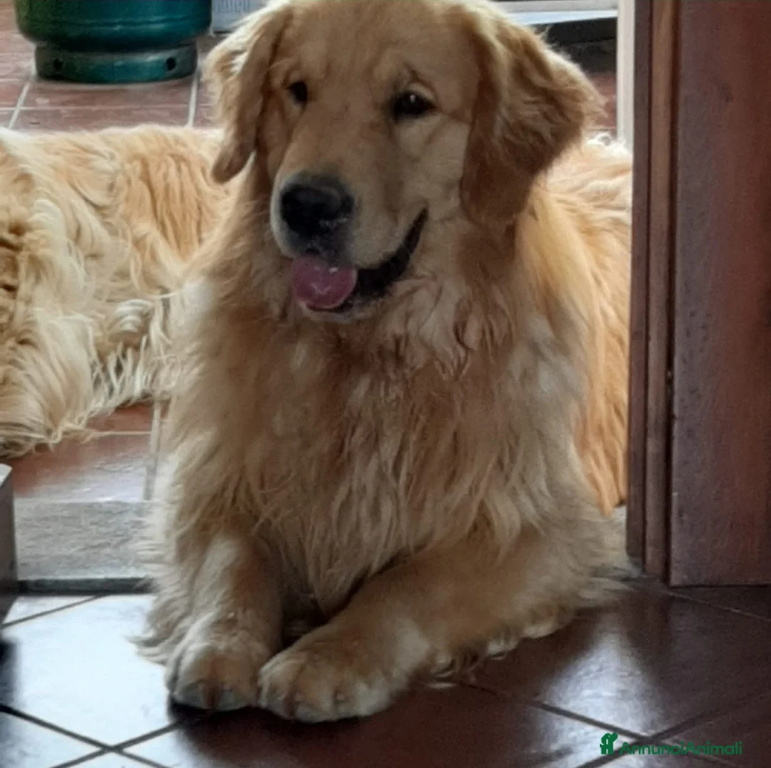 Immagine della galleria {{count}}