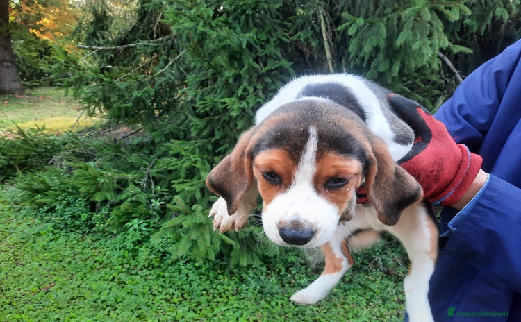 Beagle cani - Annuncio 2