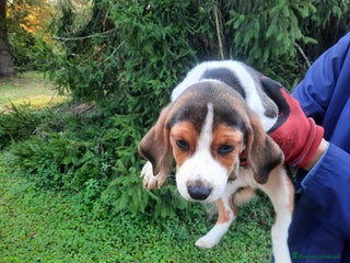 Beagle cani Cuccioli Beagle inglese - Annuncio 5