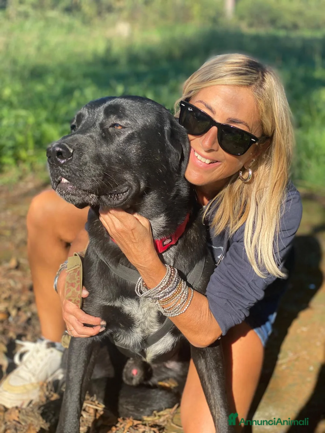 Labrador cani in regalo: Lukas labrador giovane in adozione  a Città metropolitana di Milano - Annuncio 6