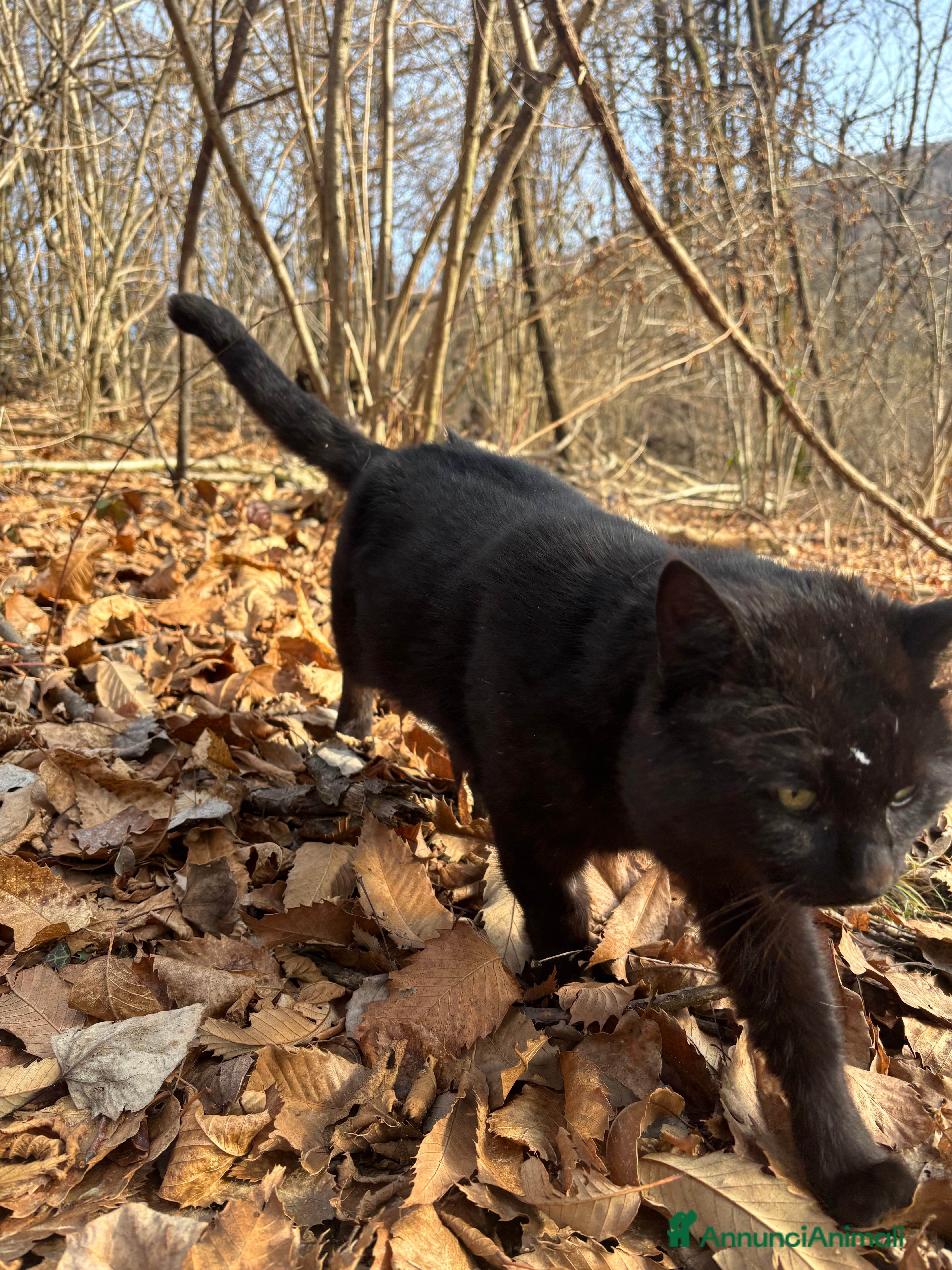 Meticcio gatti Gatto cerca nuova casa, urgente!  - Annuncio 2