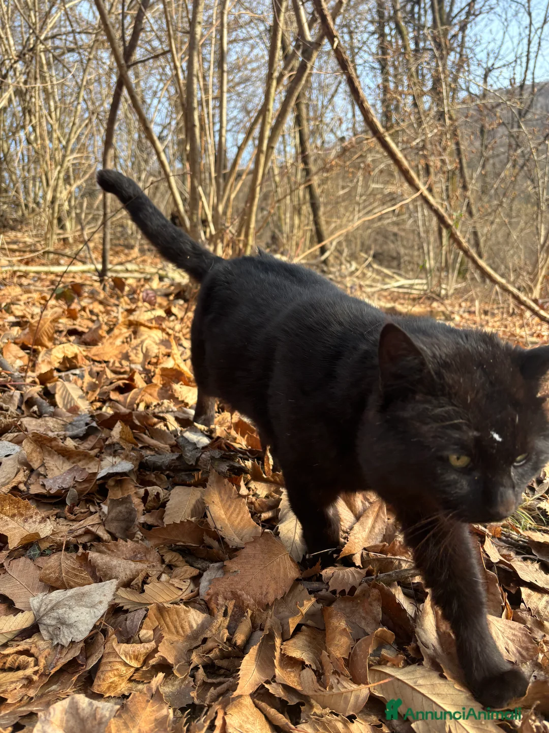 Meticcio gatti in regalo: Gatto cerca nuova casa, urgente!  - Annuncio 2