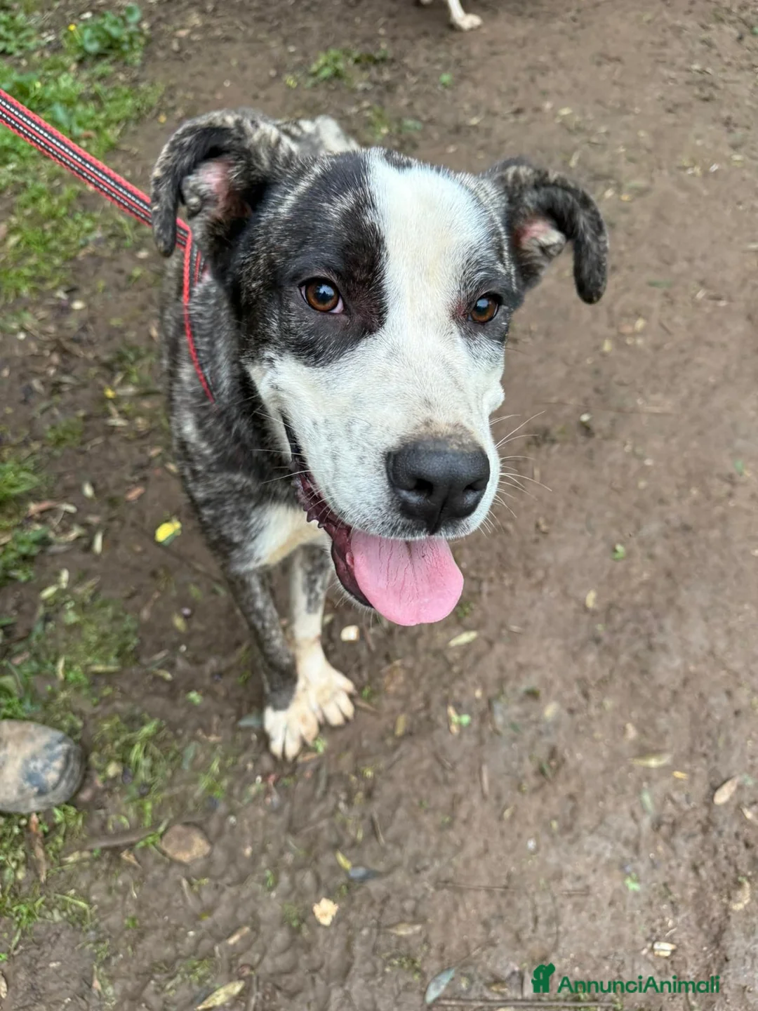 Meticcio cani in regalo: OTIS ASPETTA UNA MAMMA  - Annuncio 1