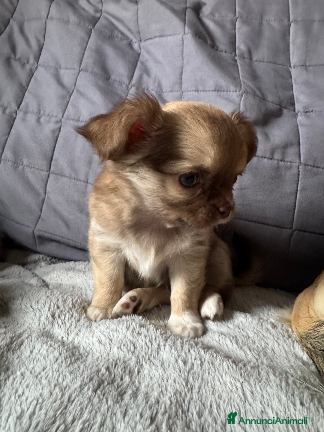 Chihuahua cani in vendita: Chihuahua pelo lungo - Annuncio 6
