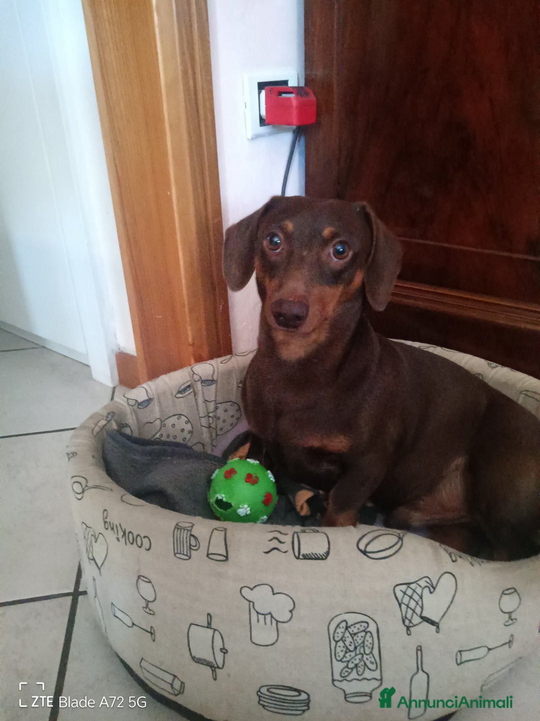 Bassotto cani per accoppiamento: Waffle cerca fidanzata  - Annuncio 1