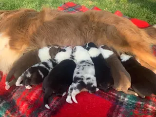 Australian Shepherd cani Vendesi cuccioli di pastore australiano - Annuncio 1
