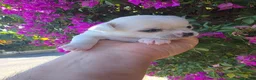 Chihuahua cani in vendita: Cuccioli di Chihuahua  a Provincia di Nuoro - Annuncio 4