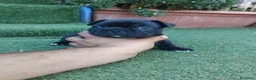 Bulldog Francese cani in vendita: Cuccioli bulldog francese  a Città metropolitana di Roma Capitale - Annuncio 10