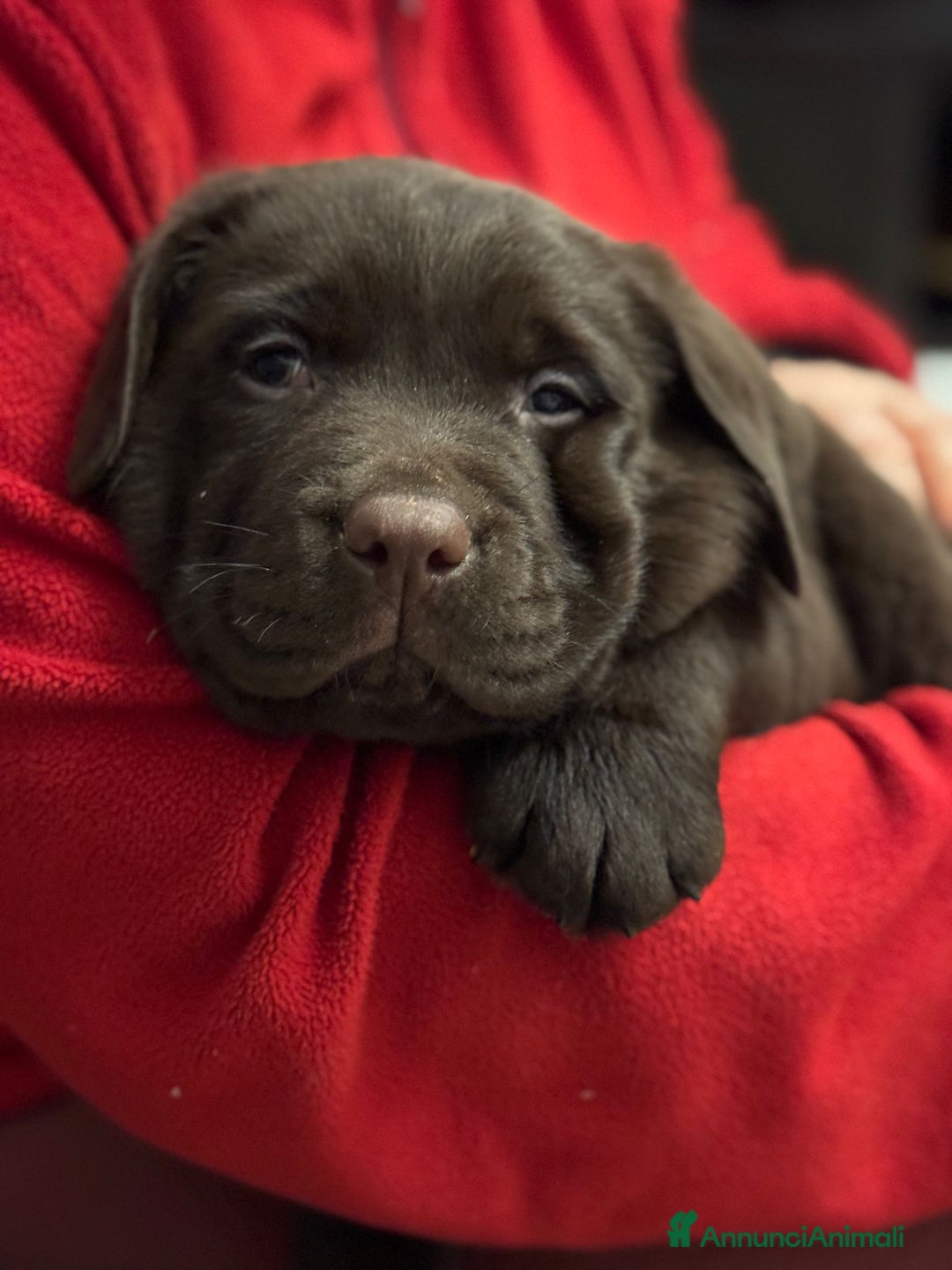 Labrador cani in vendita: Meraviglioso cucciolo di labrador chocolate puro a Città metropolitana di Palermo - Immagine 9