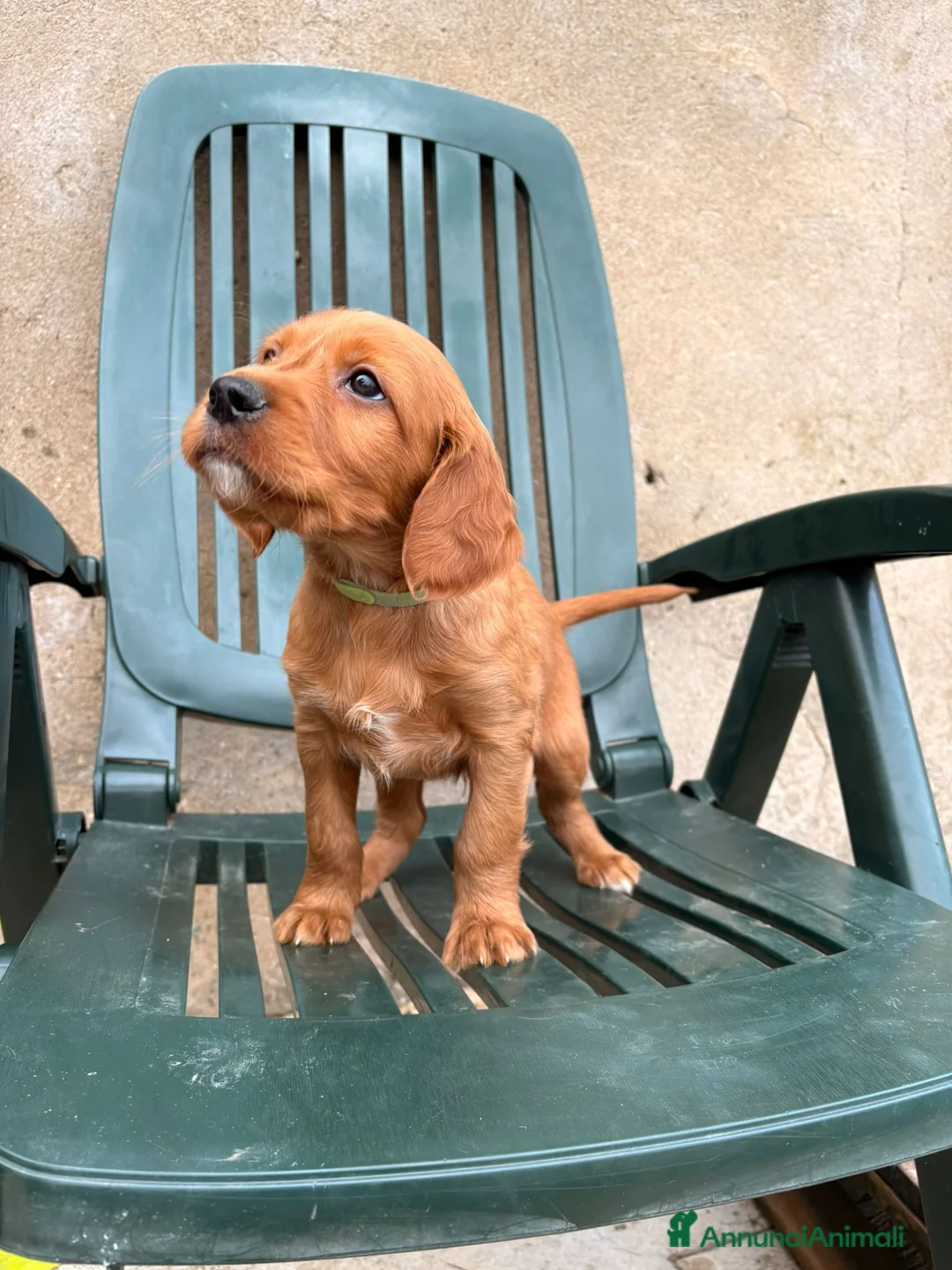 Setter Irlandese cani in vendita: Cuccioli di Setter Irlandesi - Annuncio 7