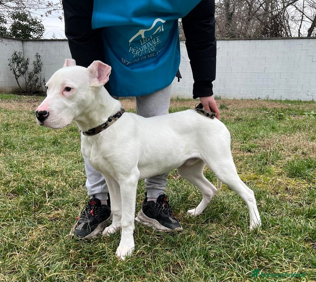 Dogo Argentino cani in regalo: ALBINO DOGO ARGENTINO - Annuncio 2