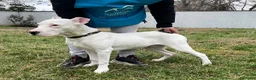 Dogo Argentino cani in regalo: ALBINO DOGO ARGENTINO - Annuncio 2