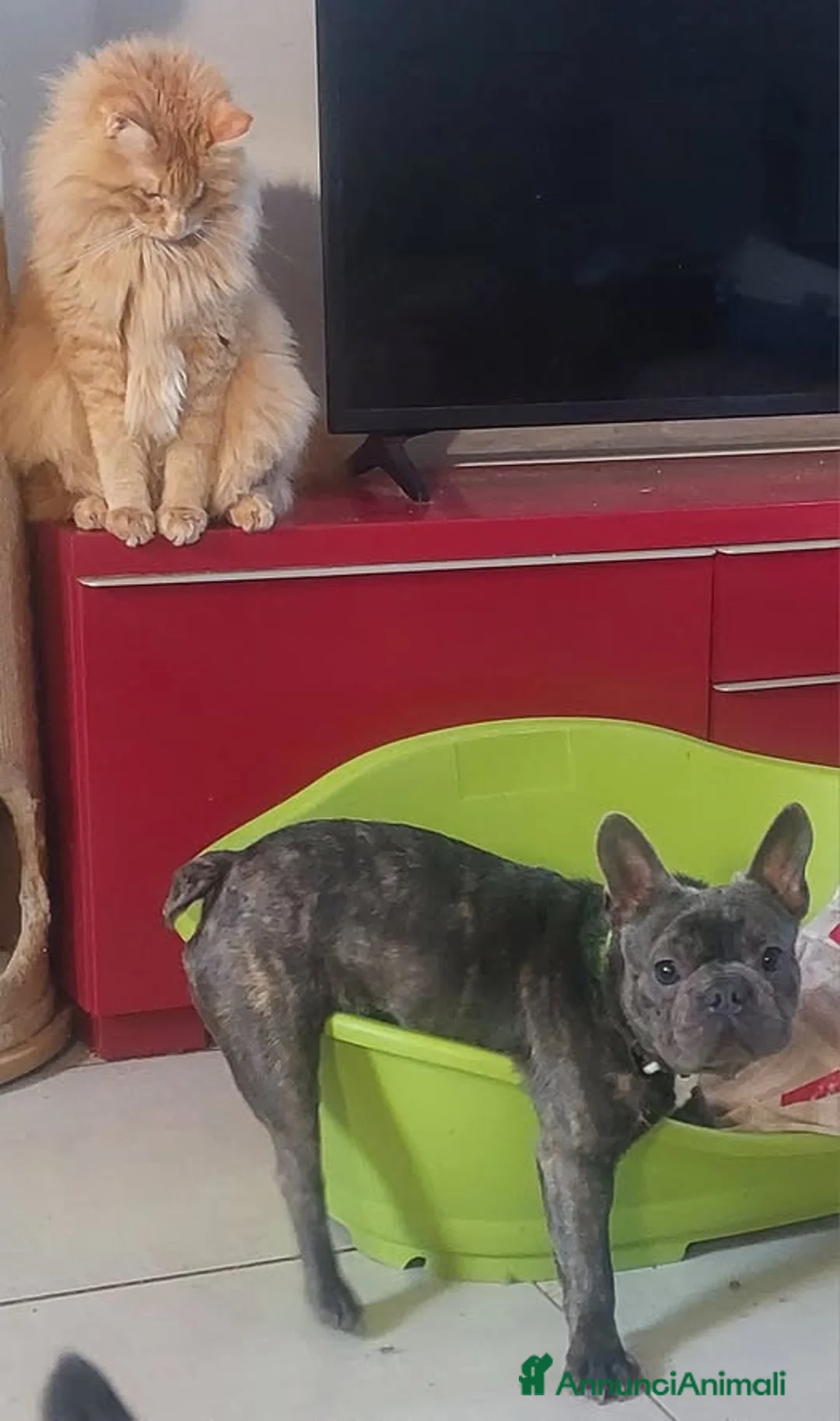 Bulldog Francese cani in regalo: Shamus Cerca Famiglia. Info Monica 3890238584 - Annuncio 5