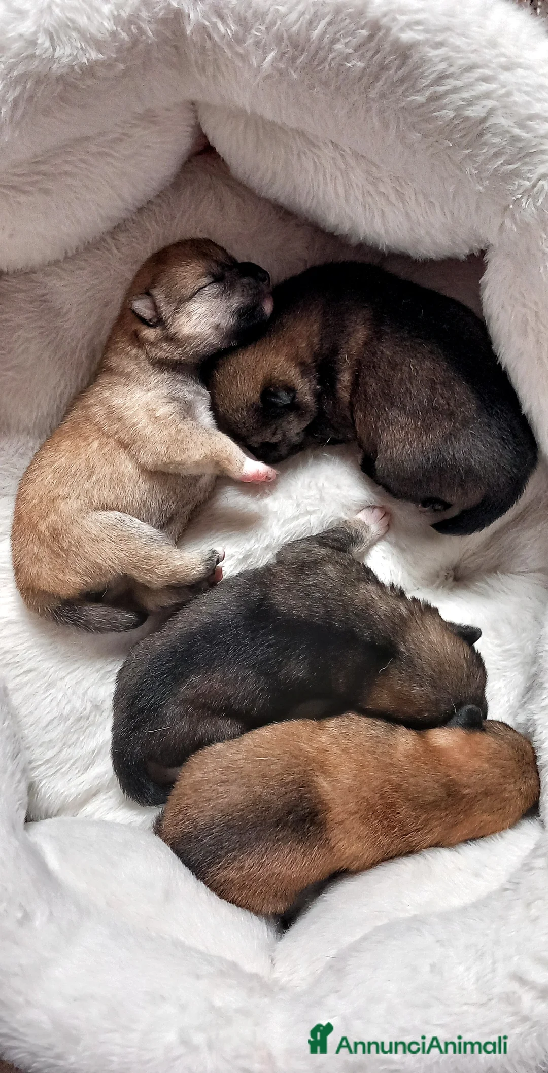Shiba Inu cani in vendita: Cuccioli shiba inu pedigree Enci  - Annuncio 1