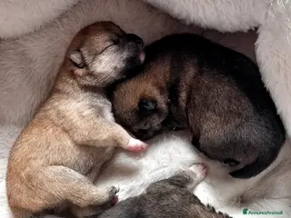 Shiba Inu cani Cuccioli shiba inu pedigree Enci - Annuncio 1